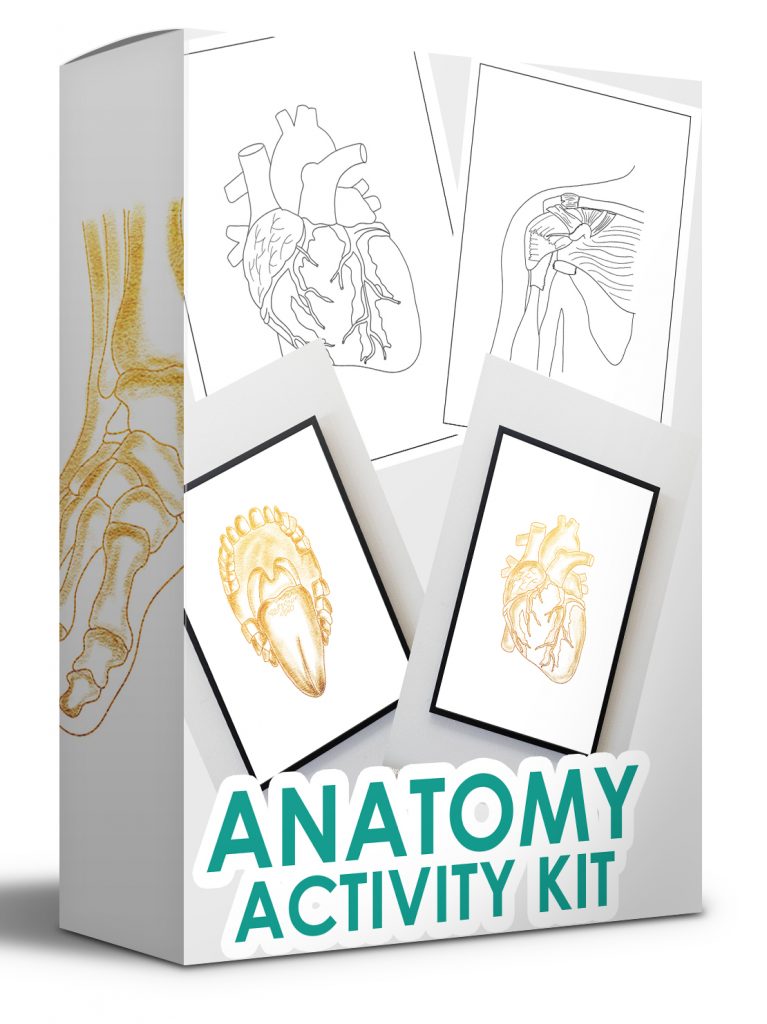Download Anatomy Activity Kit - Coloring Book Download (2021 ...